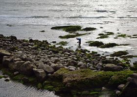 Tide Pool Field Notes